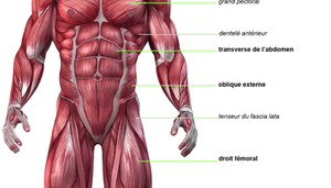 5k8nh-planche_anatomique_des_abdominaux_251