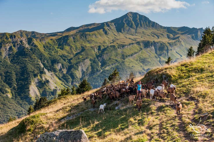 L'été, Caroline sillonne son alpage avec son troupeau de chèvres. 
